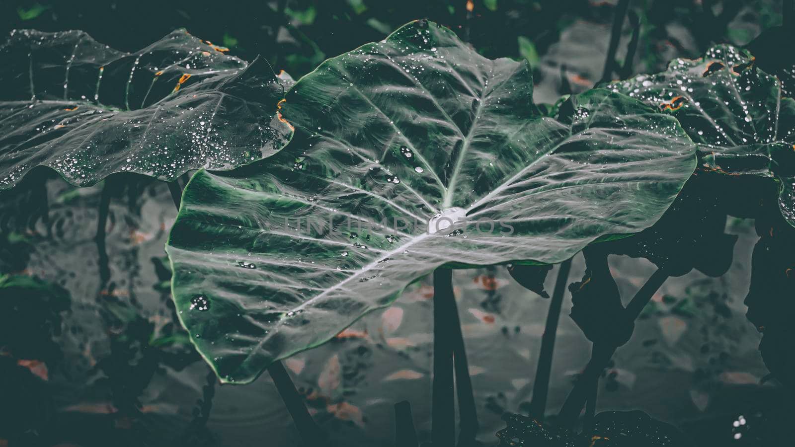 Leaves with drops of water. dews Dark green foliage with serrated leaves glistening with raindrops. Low key, horizontal background or banner. - by Petrichor