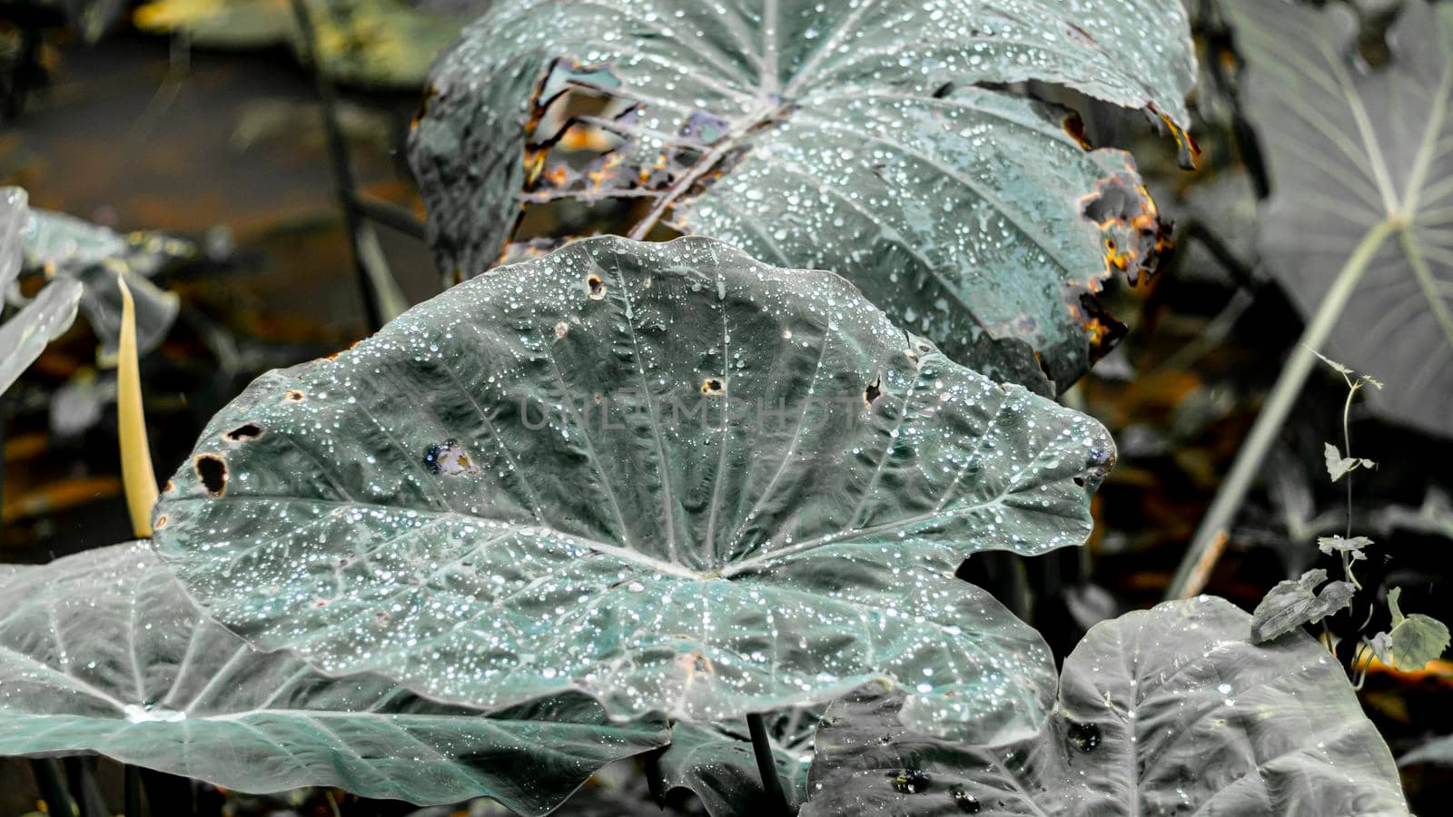 Leaves with drops of water. dews Dark green foliage with serrated leaves glistening with raindrops. Low key, horizontal background or banner. -