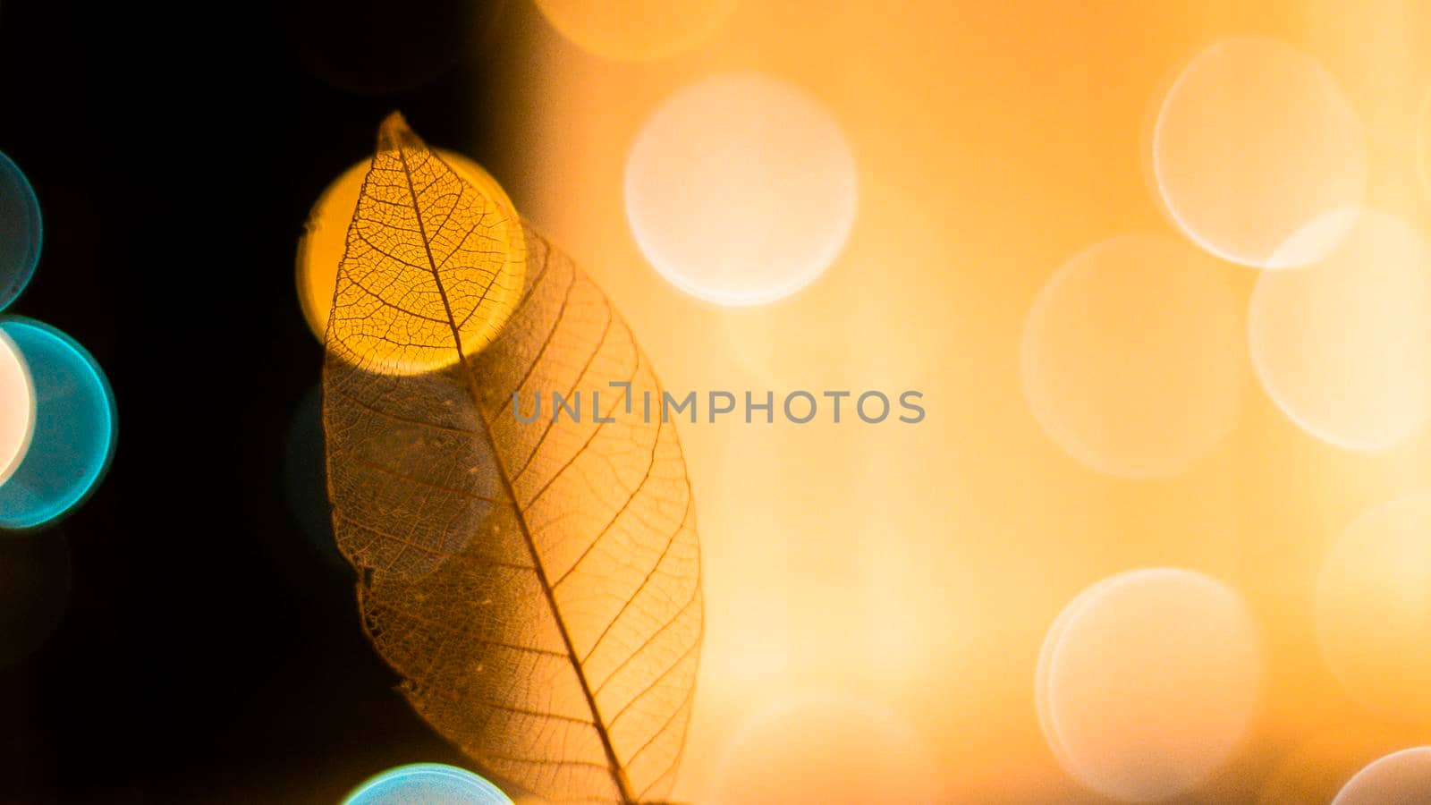 Transparent skeleton leaf with beautiful texture on a bright glowing and gold bokeh abstract background,  Bright expressive artistic image nature, free space