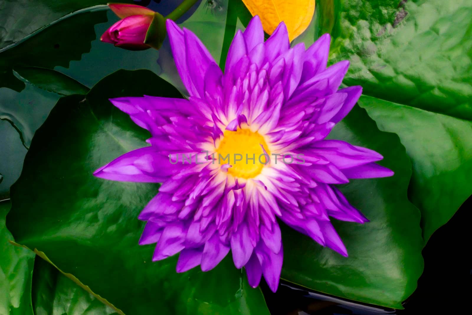 Beautiful purple waterlily or lotus flower in pond dark green background by Petrichor