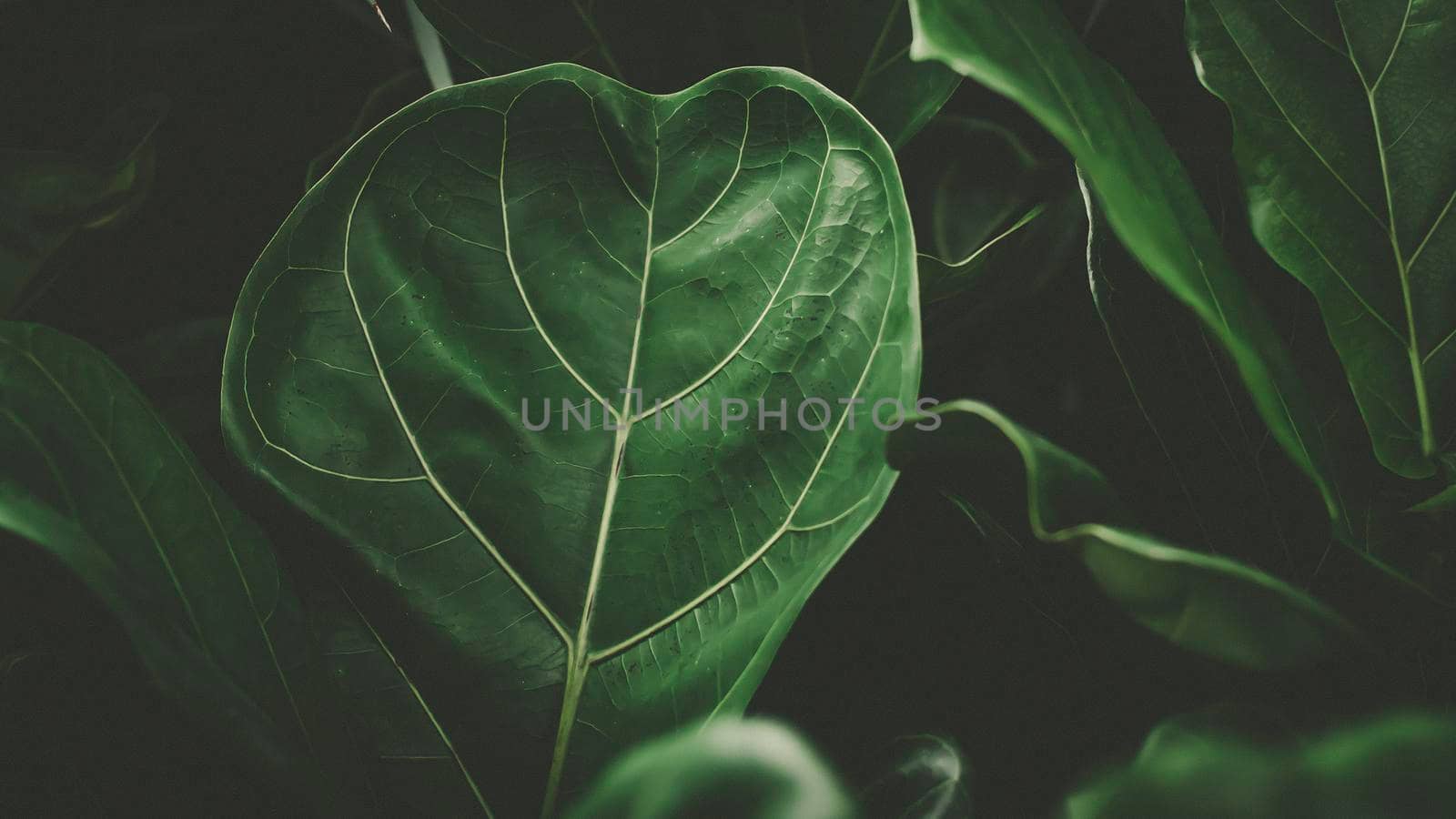 Green leaves pattern background, Natural background and wallpaper . tropical leaves, abstract green leaves texture, nature background by Petrichor