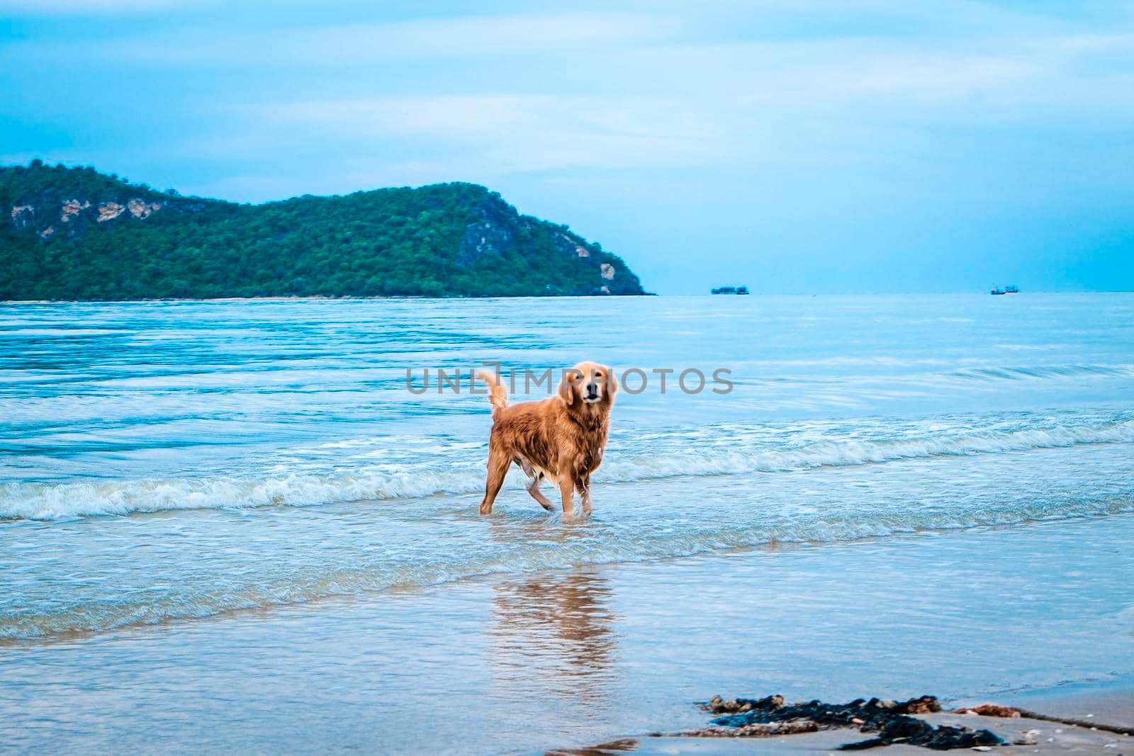 golden retriever dog relaxing, playing in the sea for retirement or retired. abstract relaxing happy vacation holiday. by Petrichor