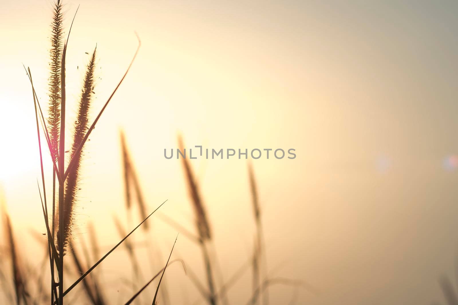 meadow flowers in early sunny fresh morning. Vintage autumn landscape  . Vintage photo and Abstract blurred background. Meadow in sunset warm light  . Beautiful Nature Sunset Landscape.