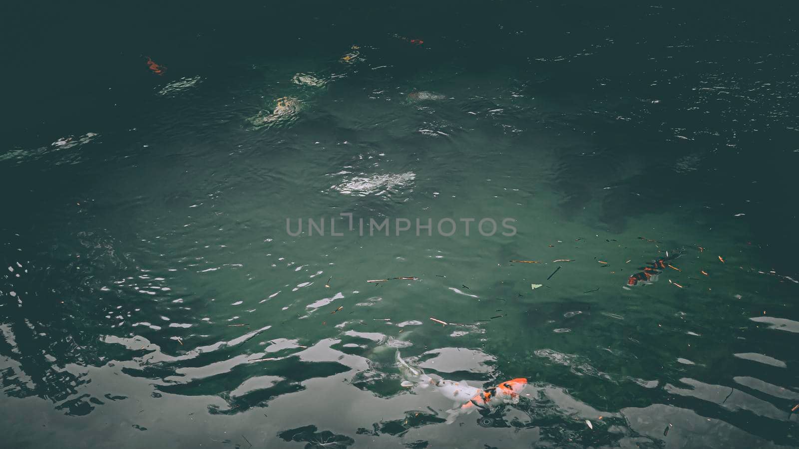 Colorful fancy carp fish, koi fish in nature water pool