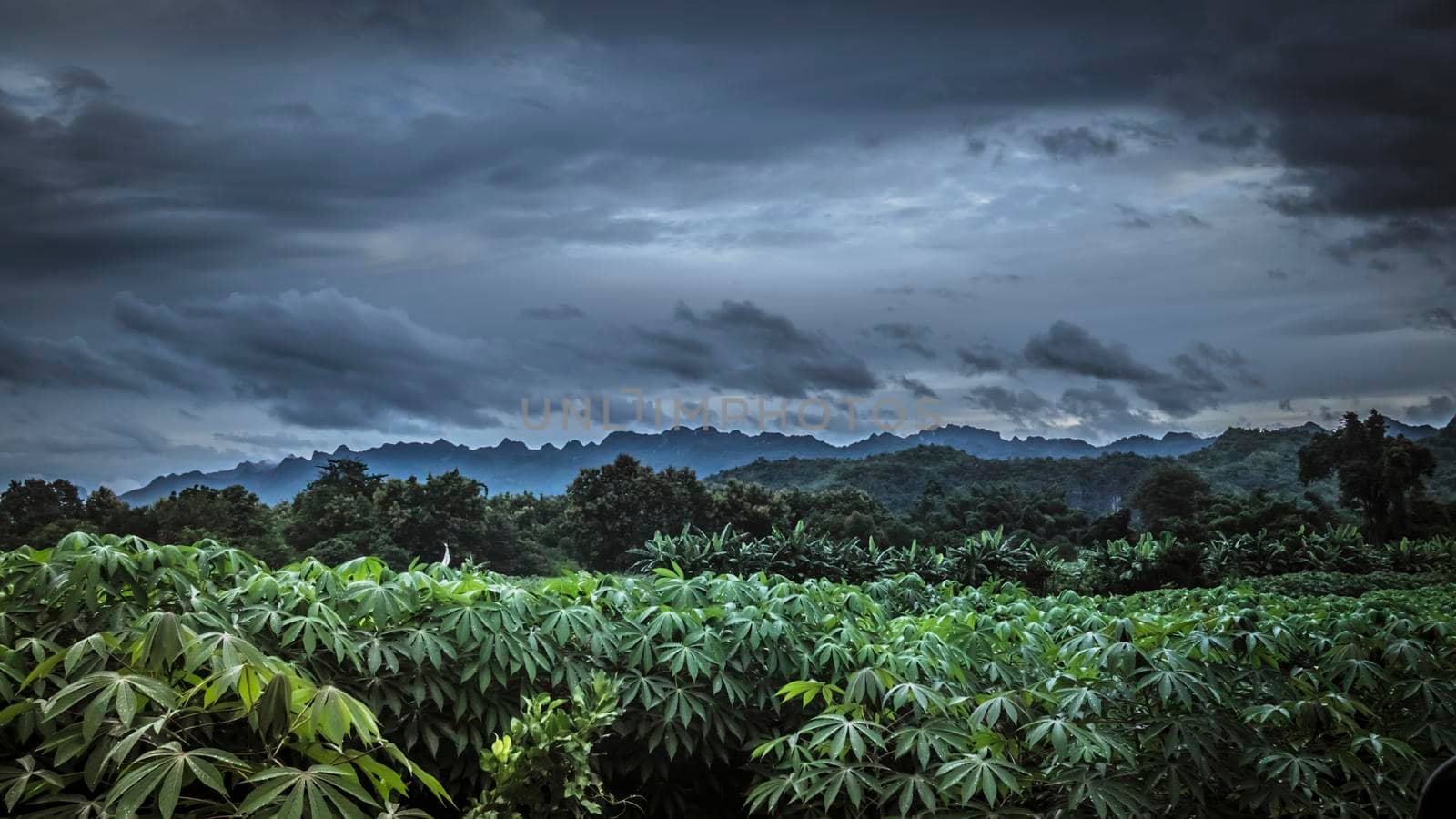 horizontal panorama tropical rainforest in silhouette style with trees and mountains, jungle concept