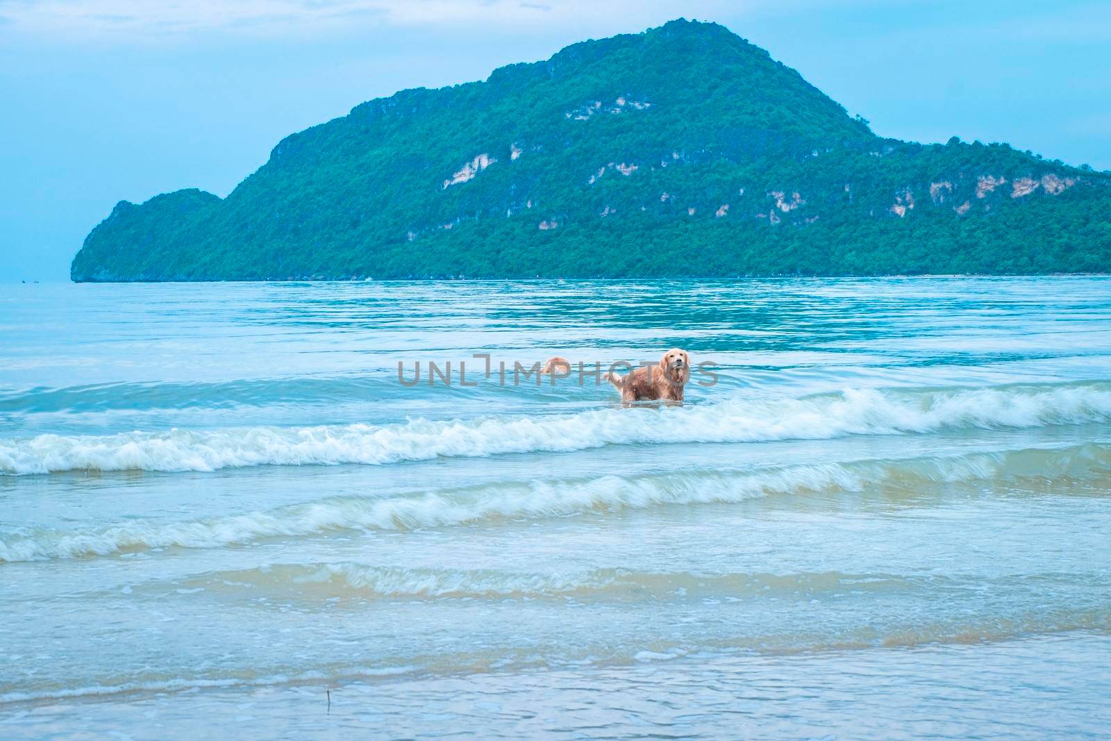 golden retriever dog relaxing, playing in the sea for retirement or retired
