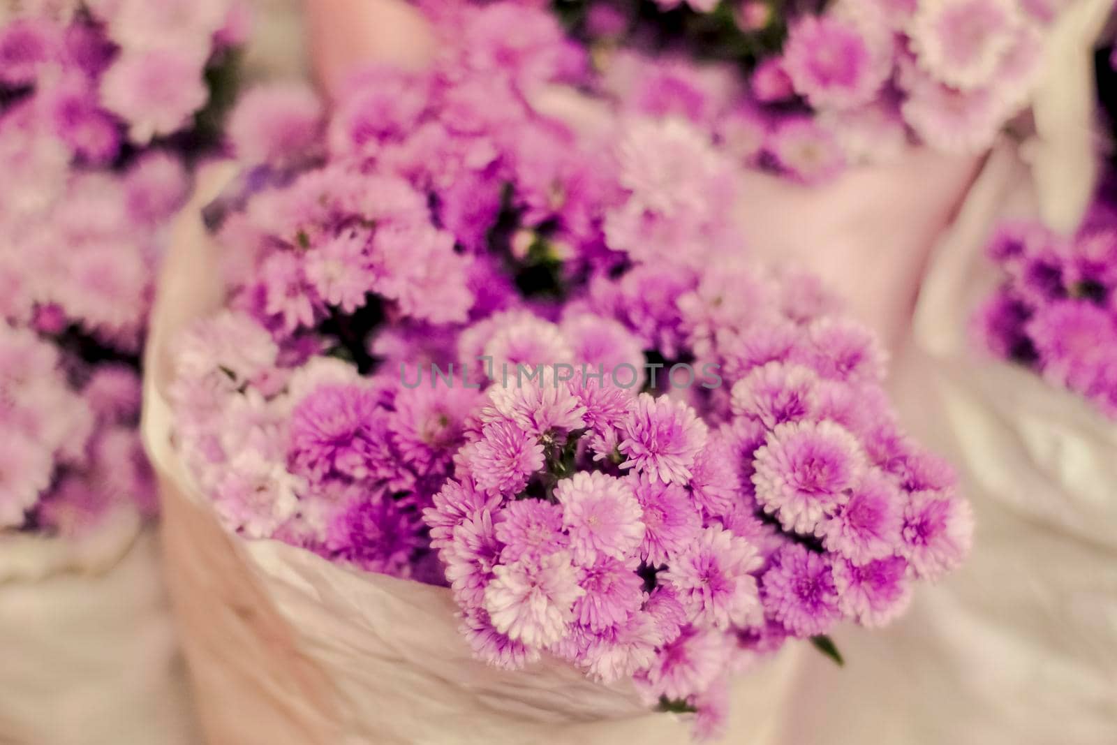 Spring violet flowers in a white paper warpping. lovely flower bouquet  background by Petrichor