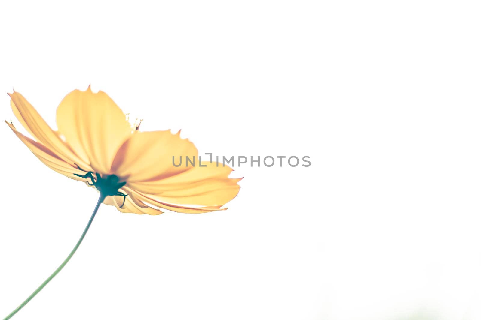 Yellow cosmos flowers are bloom on a white background. single of blooming yellow flowers . greeting card . happiness idea .