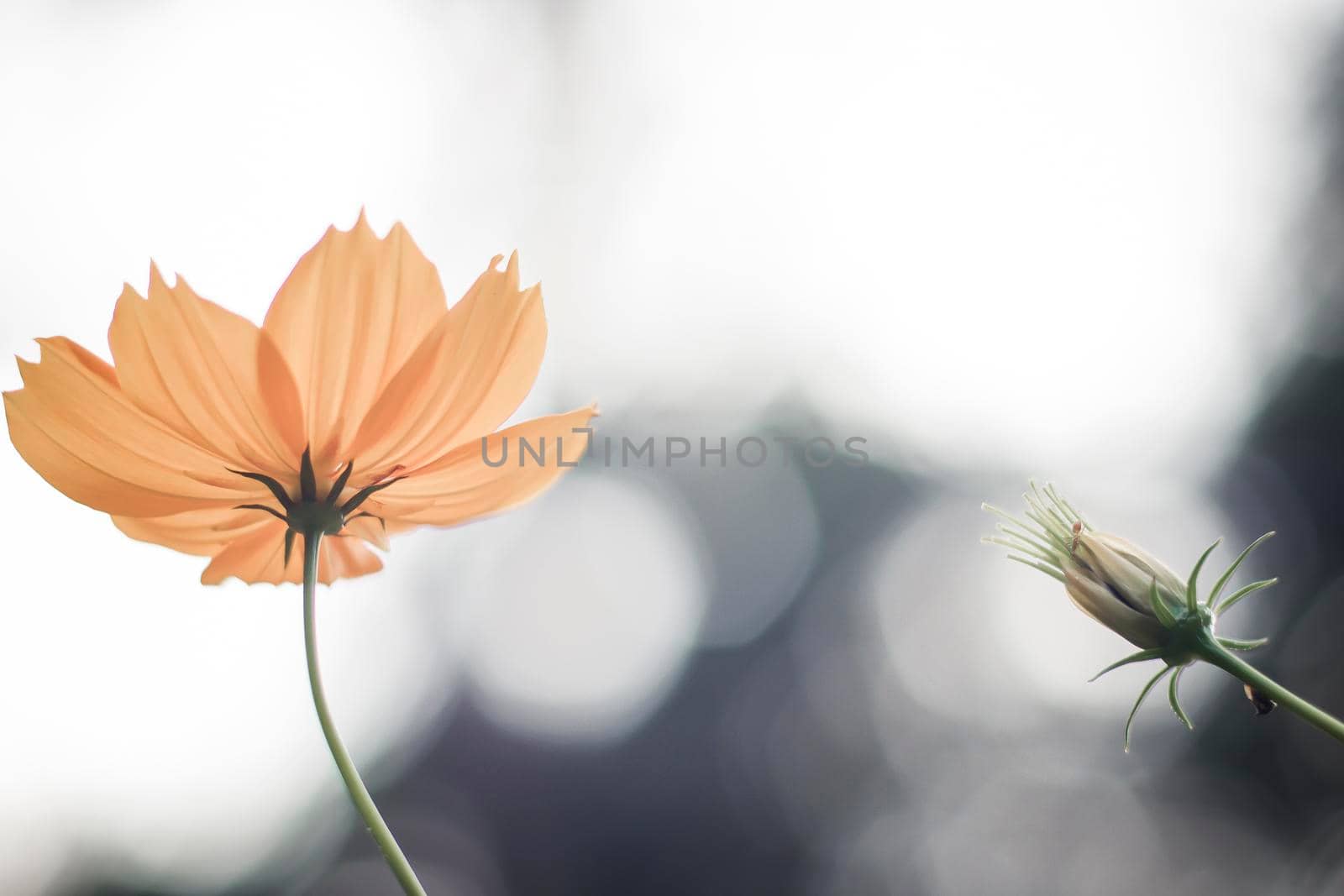 Yellow cosmos flowers are bloom on blurred bokeh  background. single of blooming yellow flowers . greeting card . happiness idea .