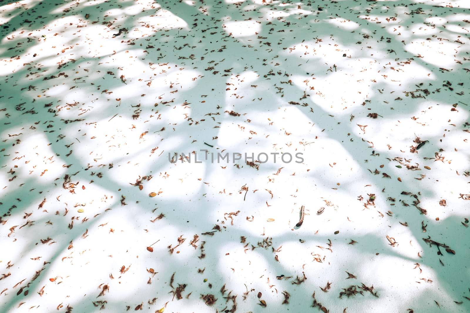 The tree shadow cast on the concrete floor . Shadow of tree on ground. Abstract and blur background.autumn leaves on ground by Petrichor