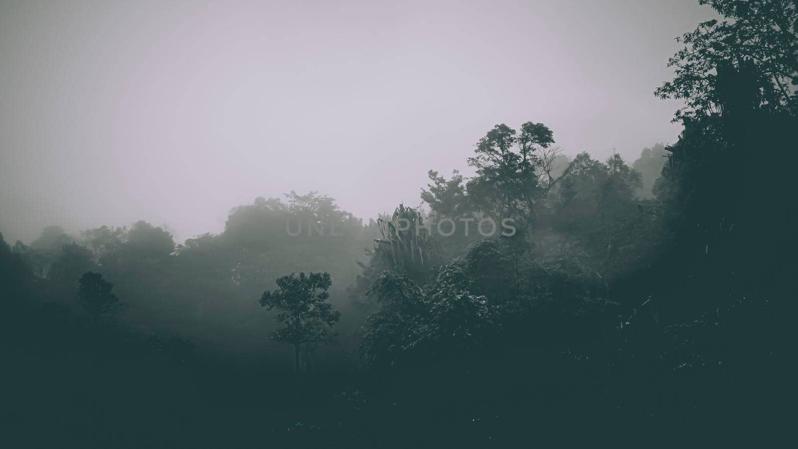 Misty landscape with fir forest in hipster vintage retro style. Fairy tale spooky looking woods in a misty day. Cold foggy morning in horror forest