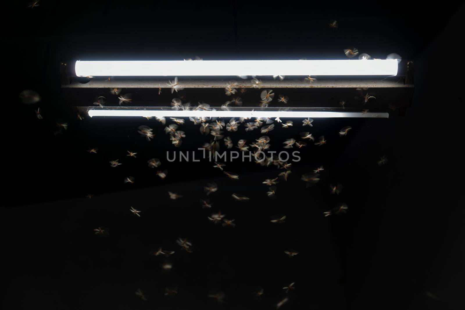 Termites flying around a light at night