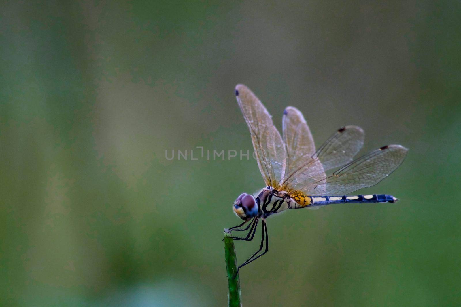 Beautiful color side of Dragonfly Close up macro small insect animal on plant long tail translucent wings wildlife in summer environment nature field over blur green background by Petrichor