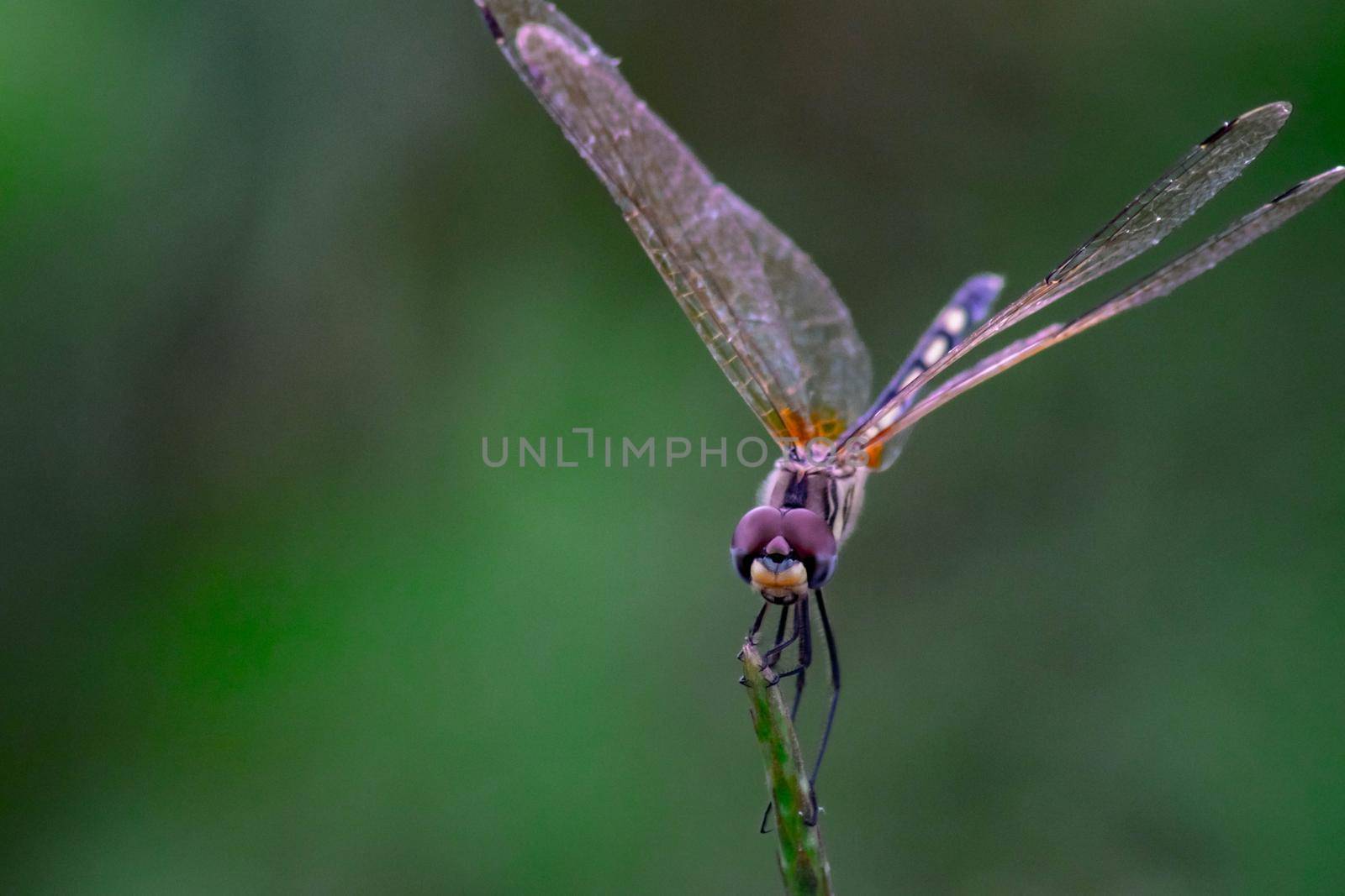 Beautiful color side of Dragonfly Close up macro small insect animal on plant long tail translucent wings wildlife in summer environment nature field over blur green background by Petrichor