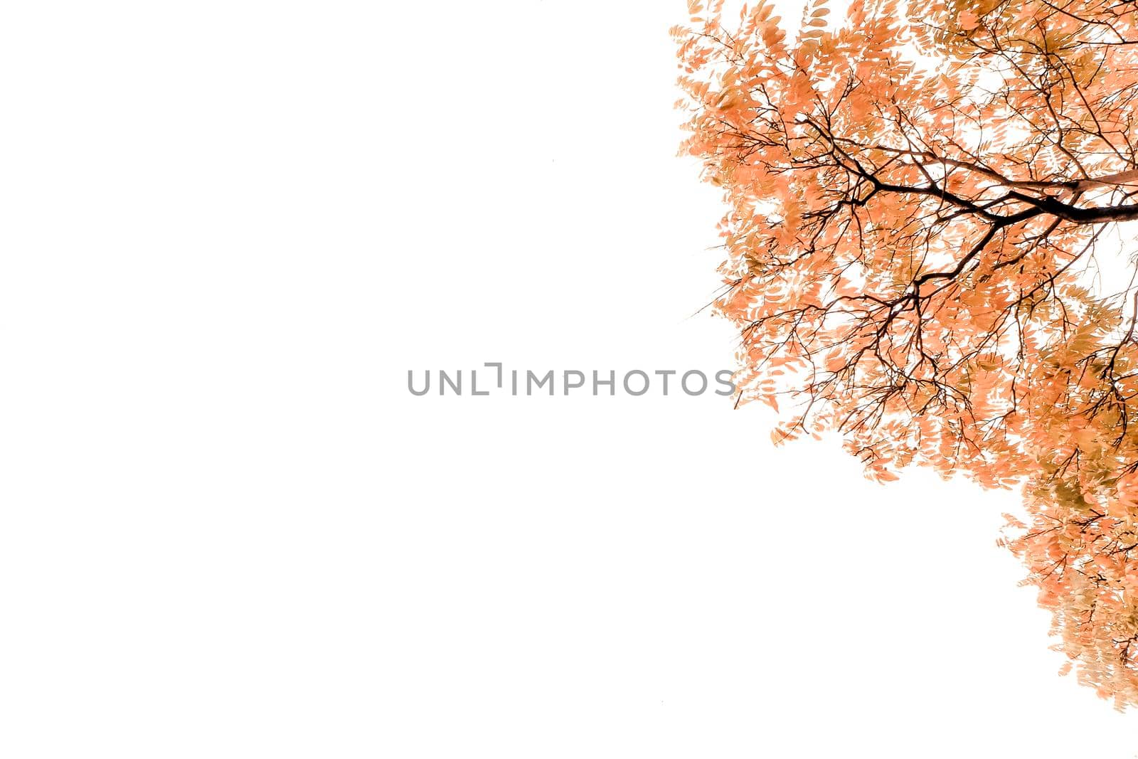 Autumn background with golden maple and oak leaves.  background with red, orange, brown and yellow falling autumn leaves by Petrichor