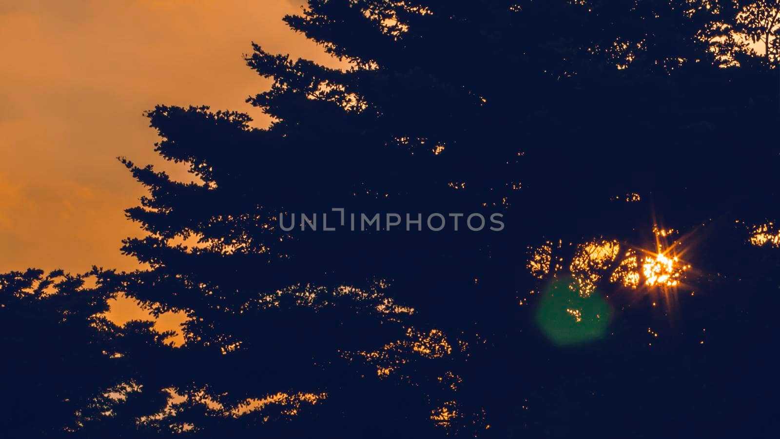 Sunrays above silhouette of a tree. orange  sky and trees on hill in background . Beautiful landcape of trees with sunset twilight background. Red orange light on sunset sky over the trees.