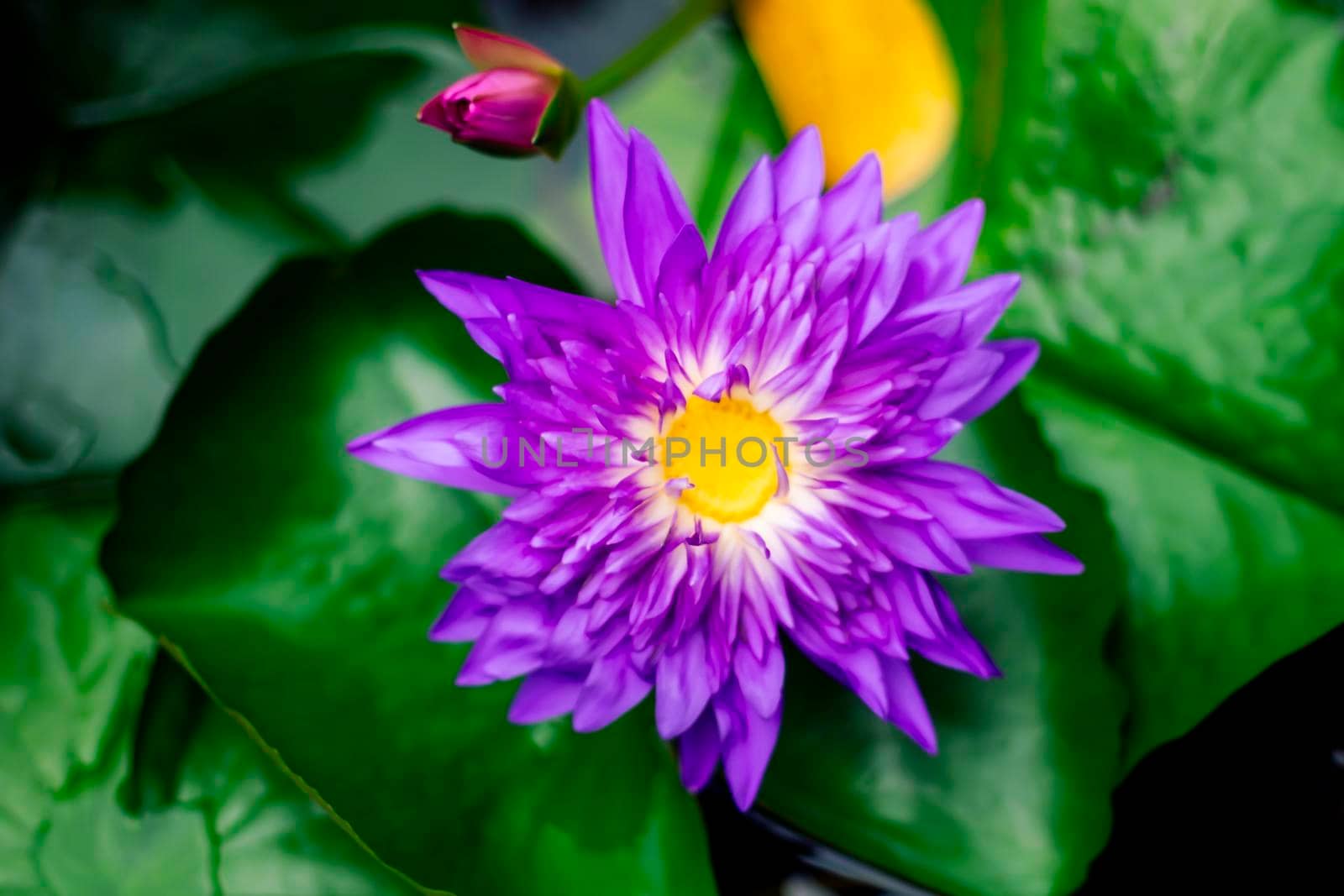 Beautiful purple waterlily or lotus flower in pond dark green background by Petrichor