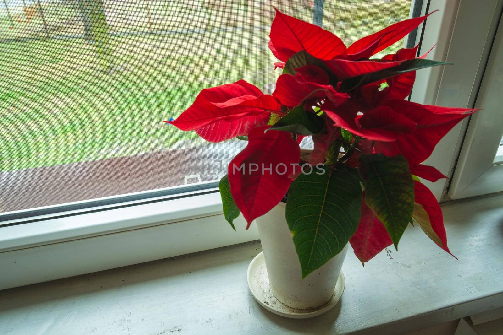 Poinsettia flower in a white pot standing on a windowsill