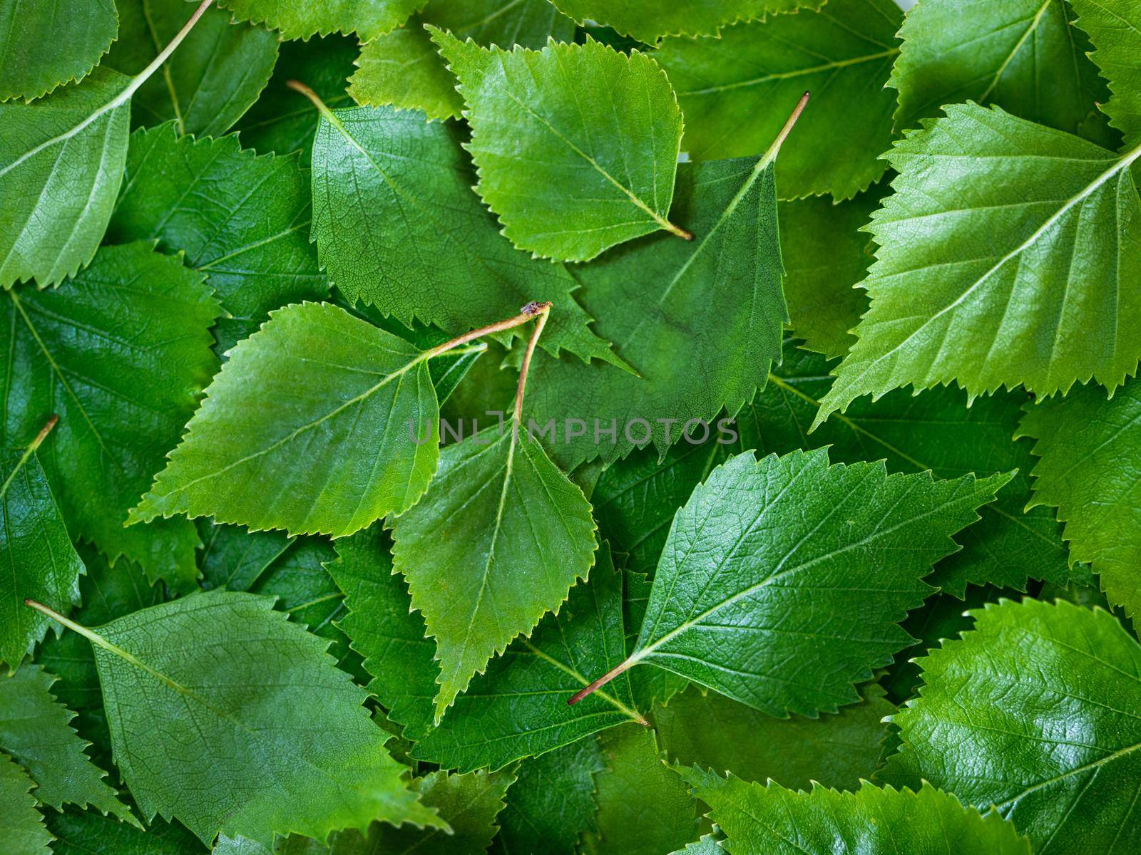 Birch leaves texture background. Spring birch green leaves pattern with copy space. Top view or flat lay canvas with fresh green leaves of birch