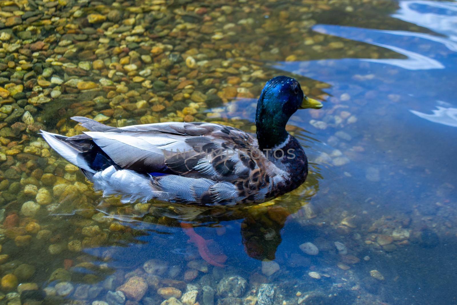 Image of an animal a wild drake and a duck sail on a pond. High quality photo