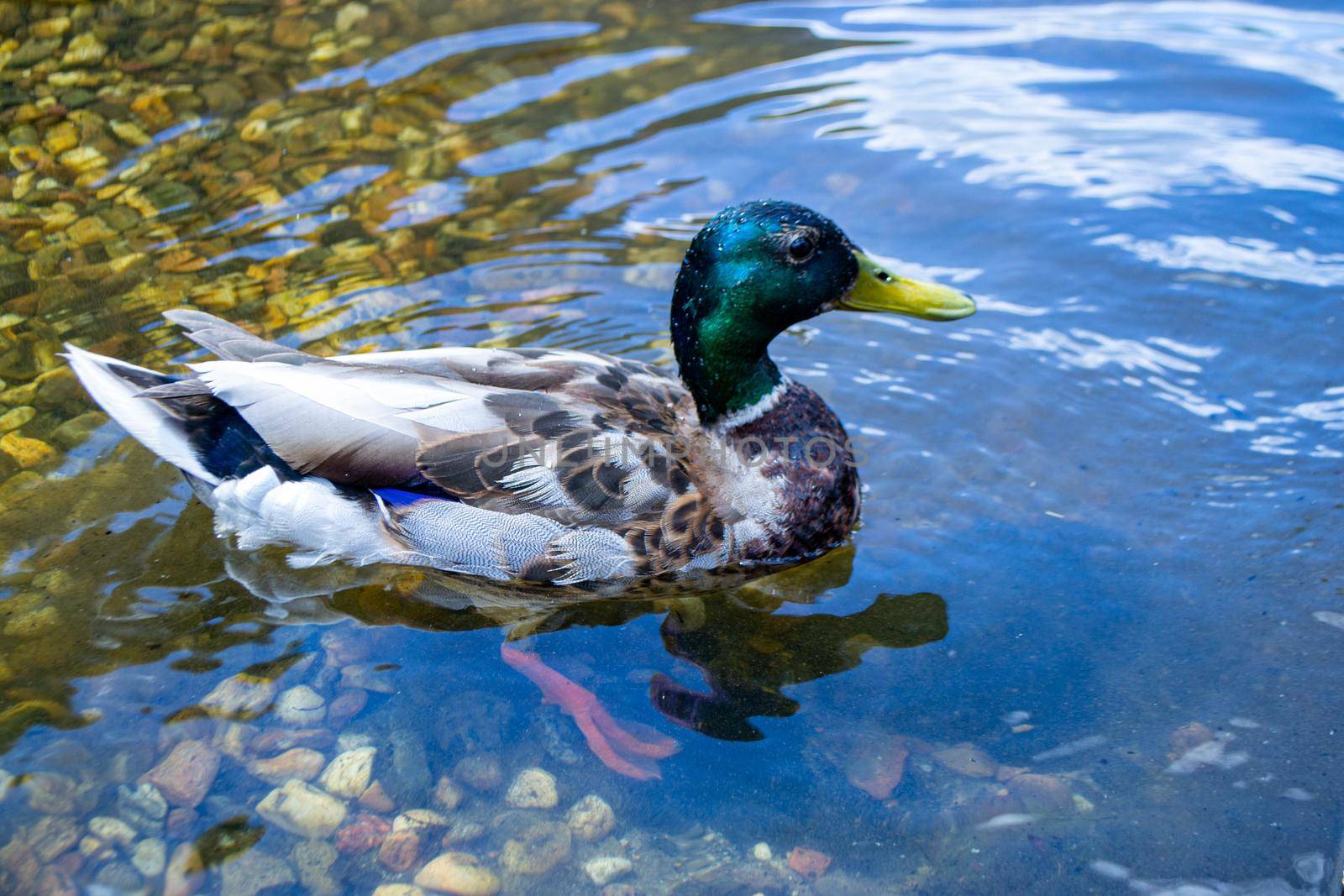Image of an animal a wild drake and a duck sail on a pond by milastokerpro