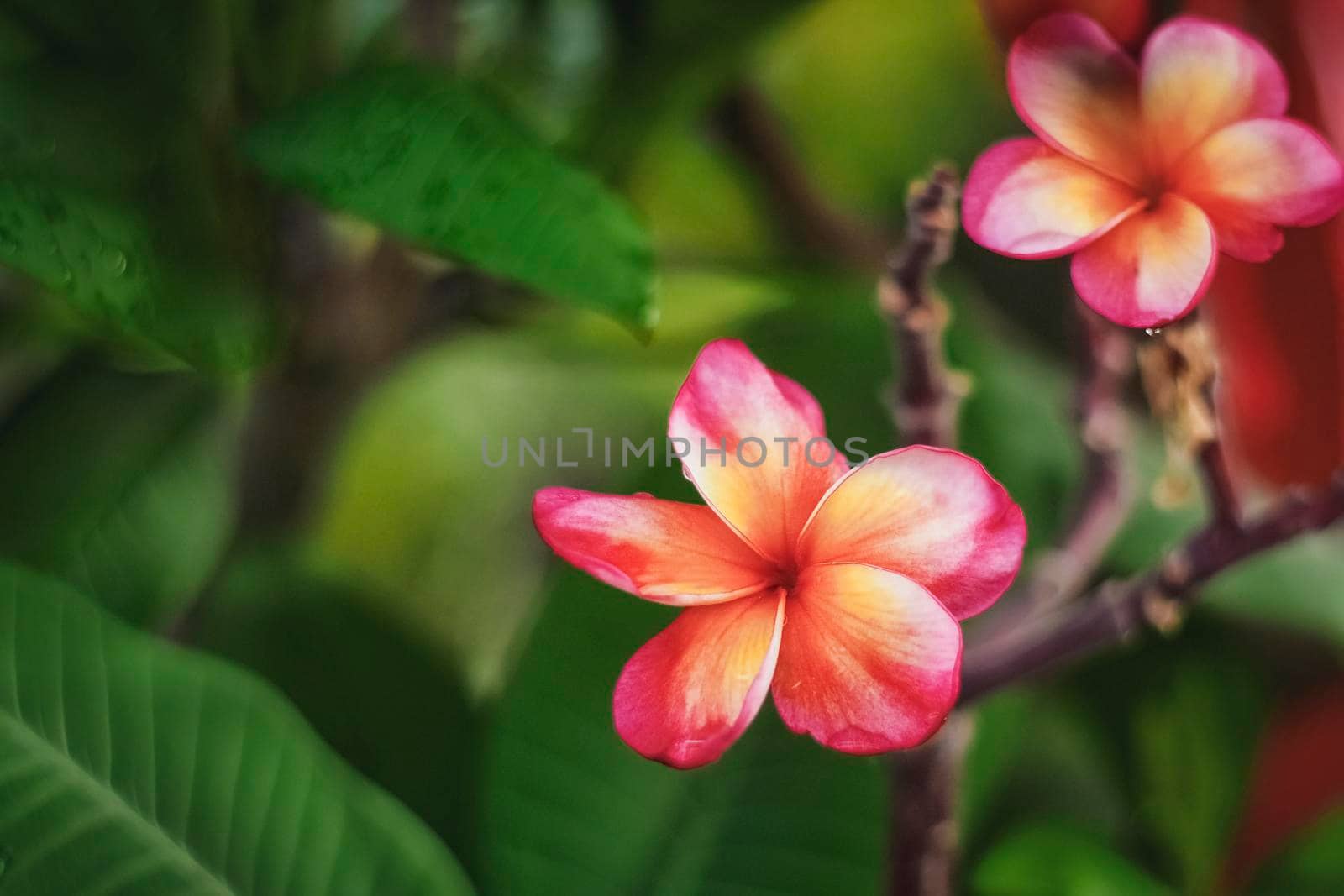Pink Flower over green leaf background abstract relax holiday summer vacation nature concept
