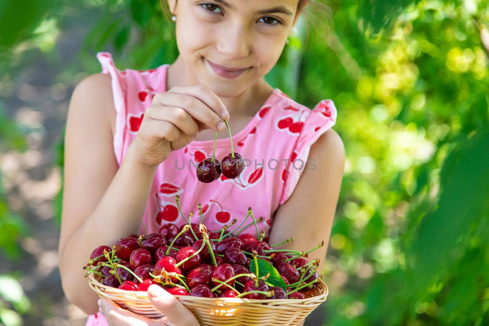 A child harvests cherries in the garden. Selective focus. Food.