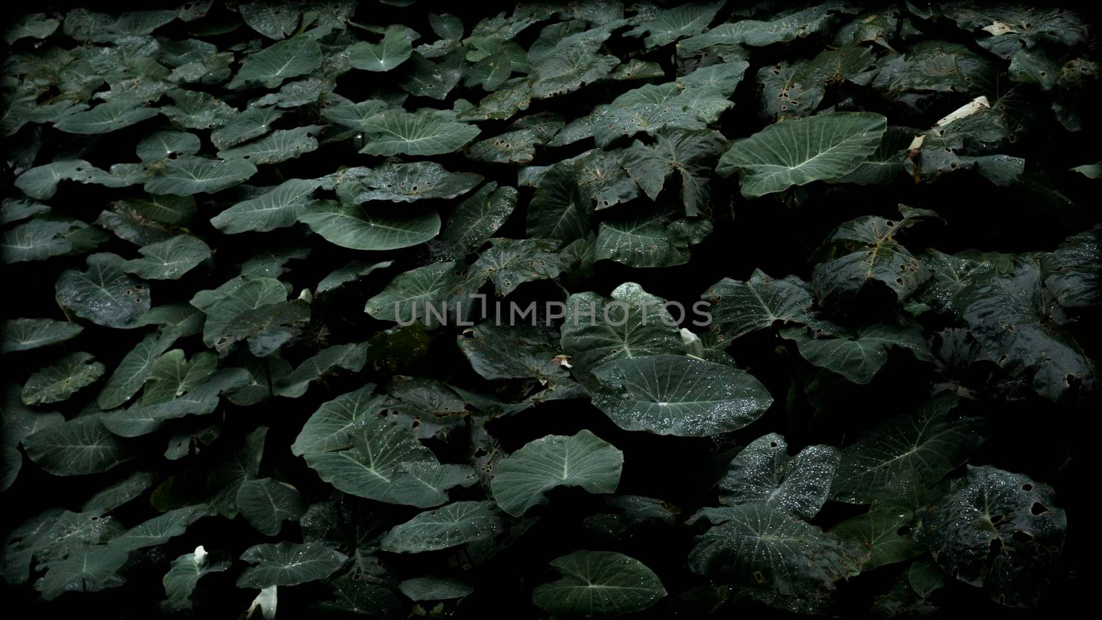 Leaves with drops of water. dews Dark green foliage with serrated leaves glistening with raindrops. Low key, horizontal background or banner. -