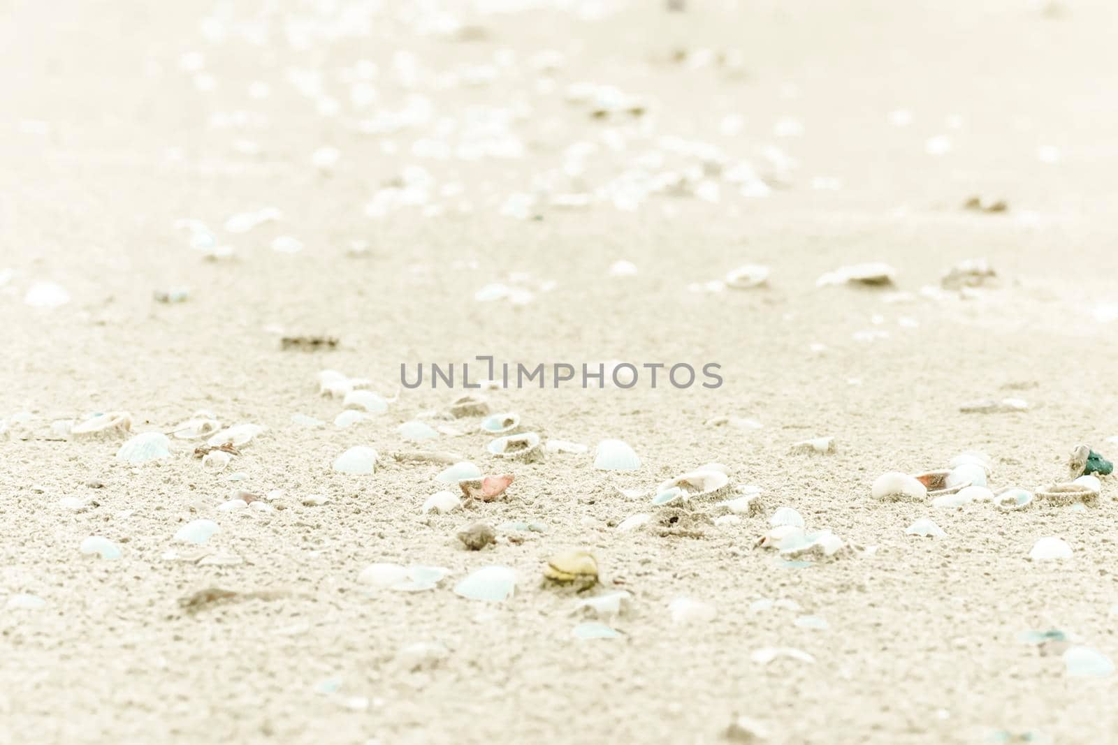 Sea shells on sand. Summer beach background. Top view . Sand texture. Beach background. take care nature concept idea . save ocean and sea . by Petrichor