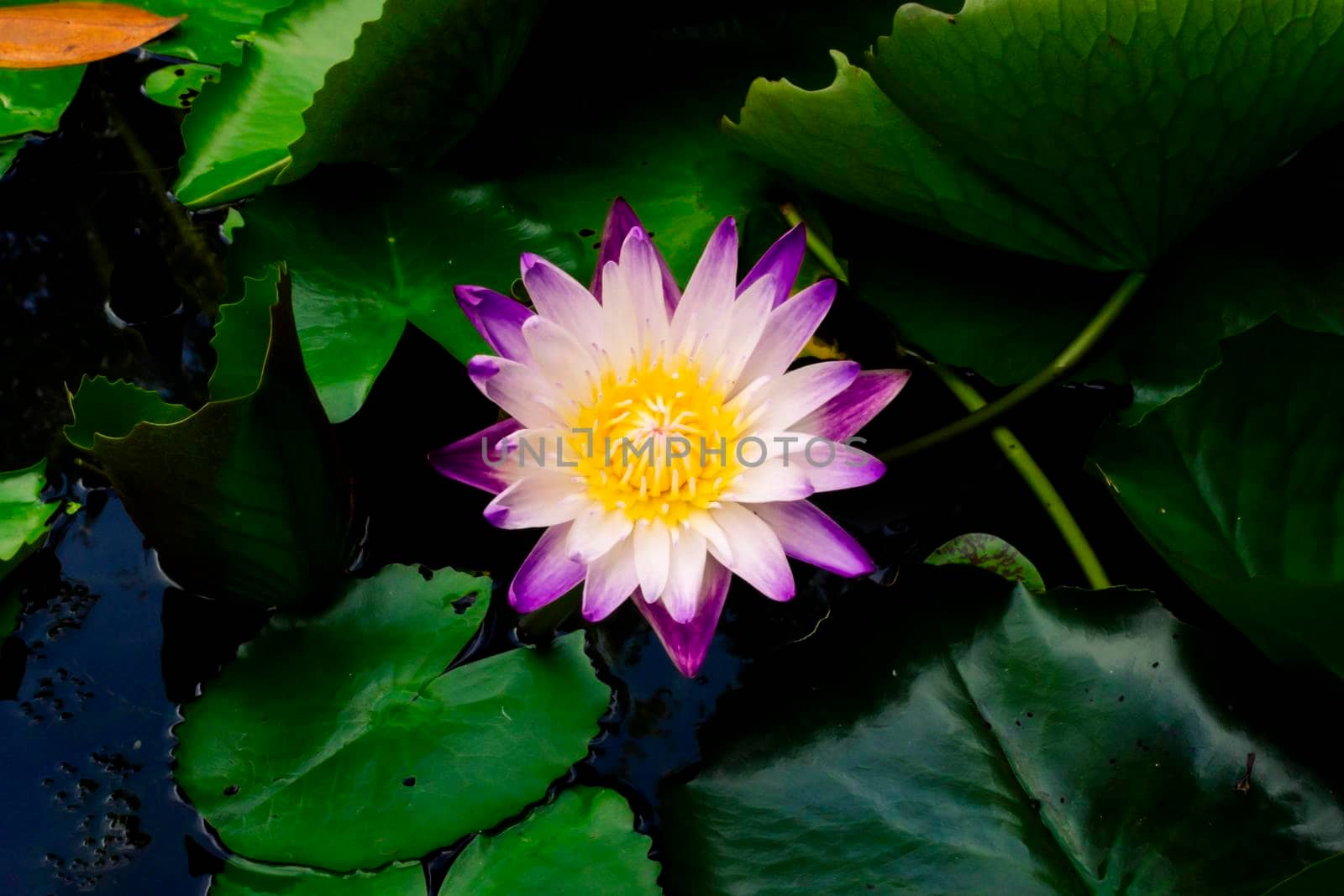 Beautiful purple waterlily or lotus flower in pond dark green background