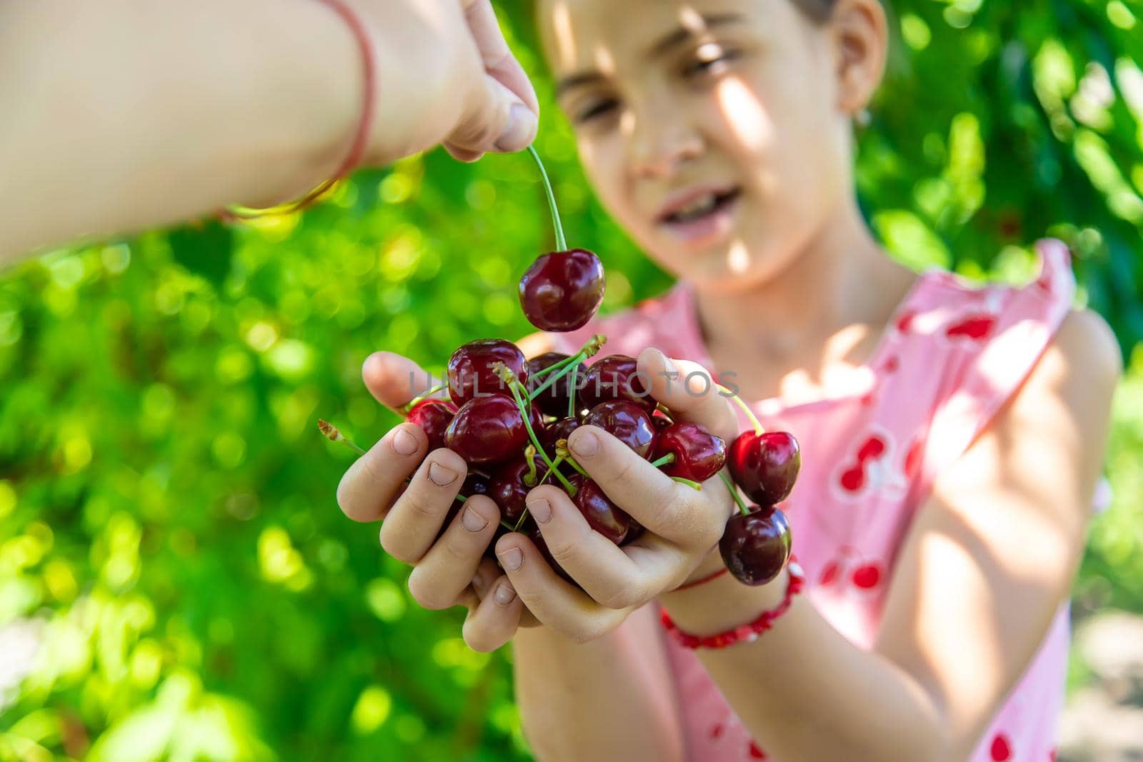 A child harvests cherries in the garden. Selective focus. Food.