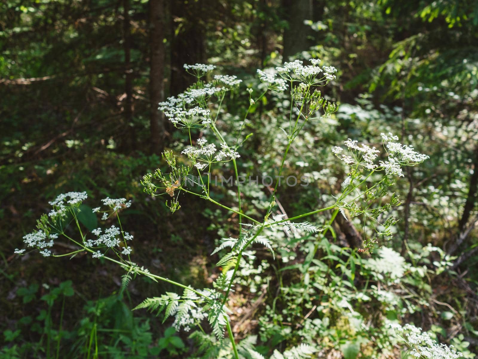 Blooming meadow white flower bush in the forest by Varaksina