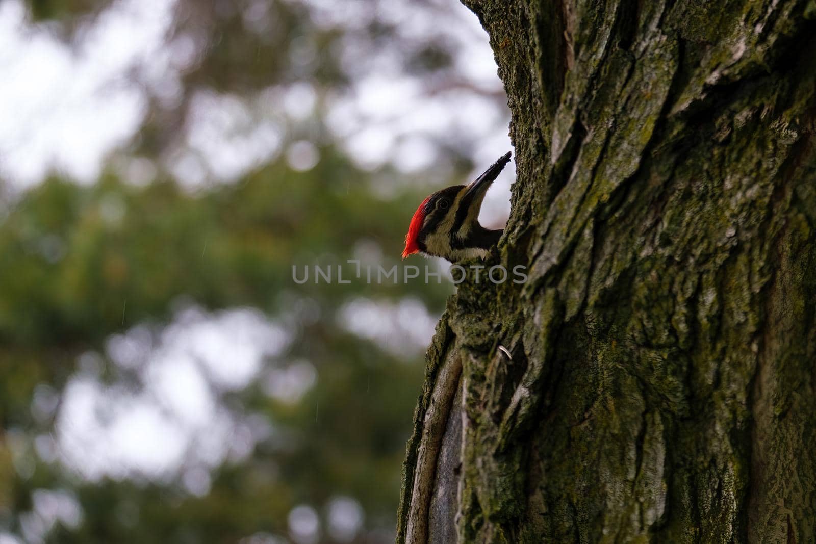 The head of a pileated woodpecker (Dryocopus pileatus) peeks out from the side of a tree on a rainy day.