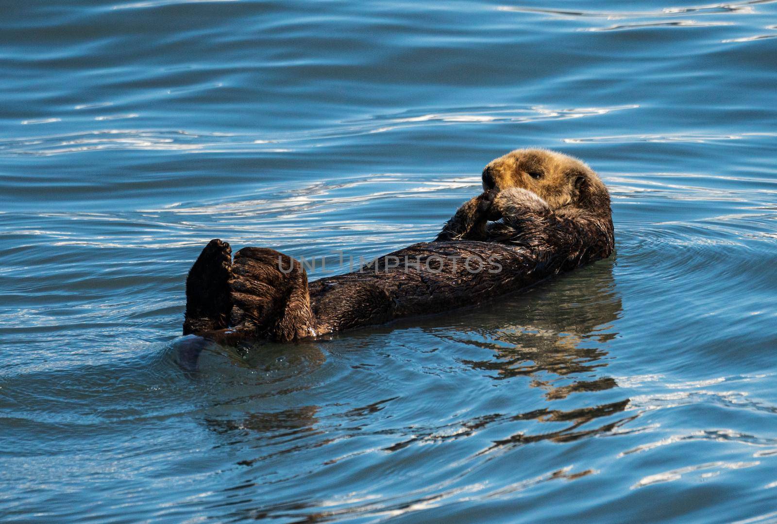Fur covered sea otter floating in the icy water of Resurrection Bay near Seward in Alaska