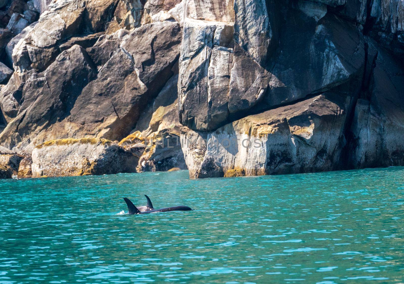 Dark fin of orca whale cutting through the water of Resurrection Bay Seward Alaska