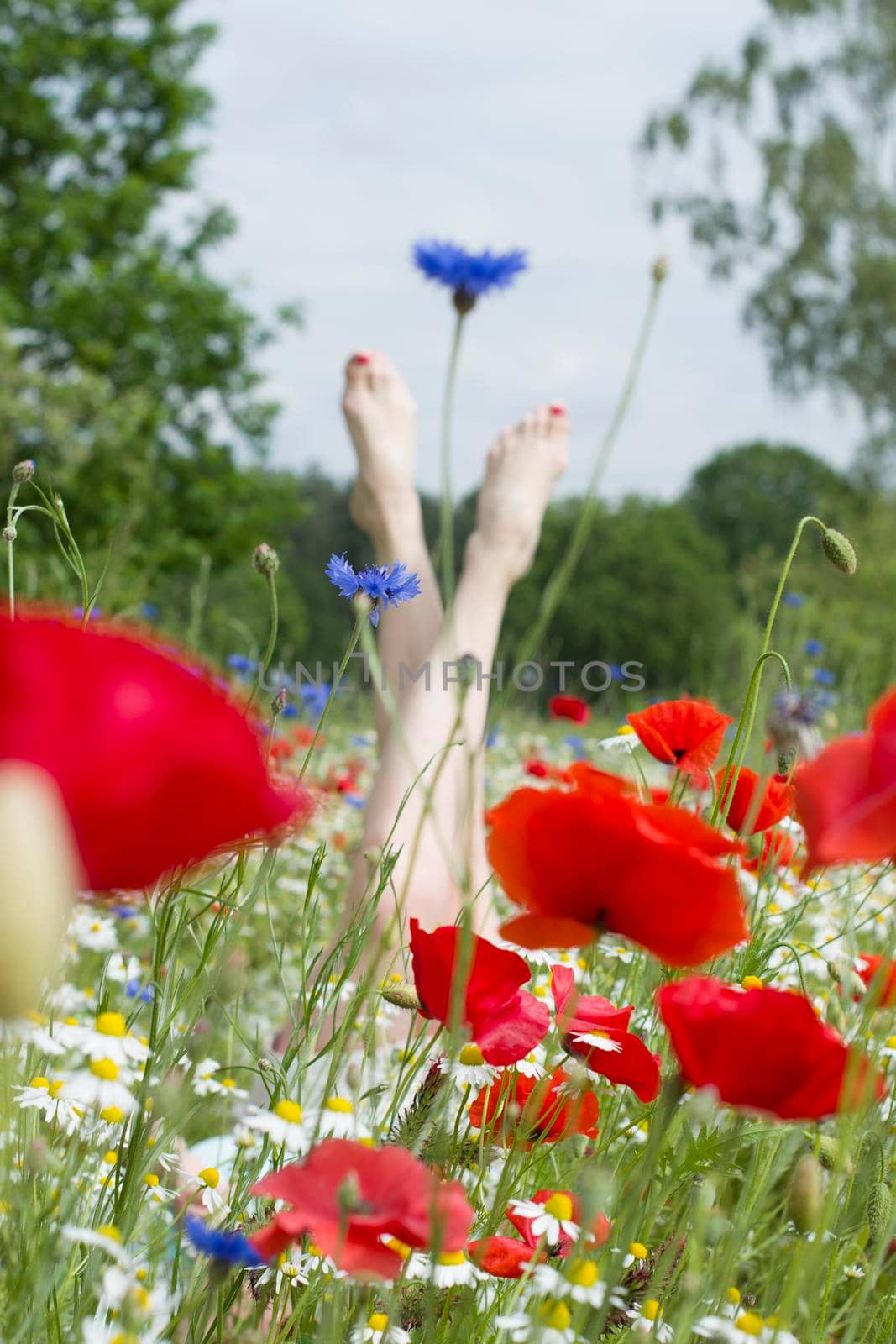 female legs stick out from the field of multicolored flowers, explosion of color by KaterinaDalemans