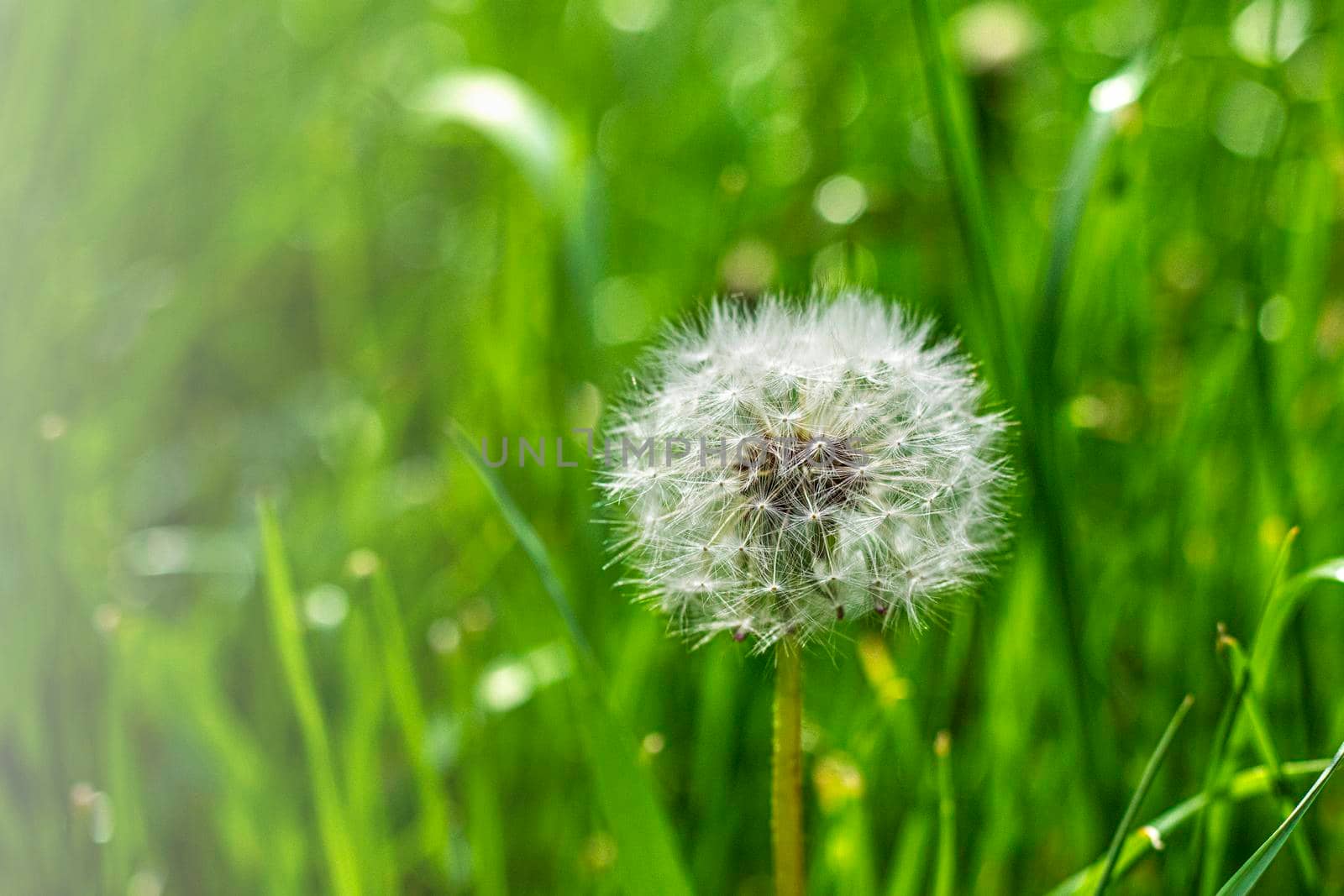 white fluffy dandelion on the background of variegated grasses. High quality photo