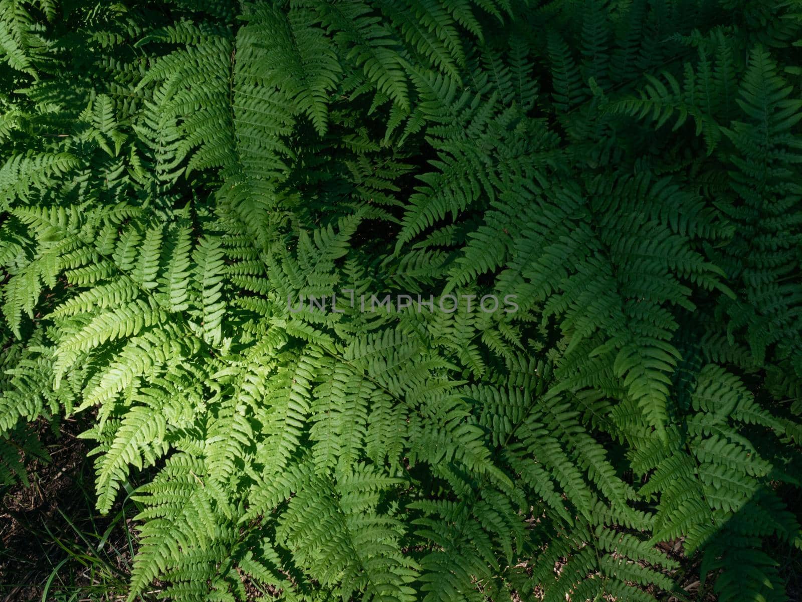 Fern leaves in the forest. shadows, daylight by Varaksina