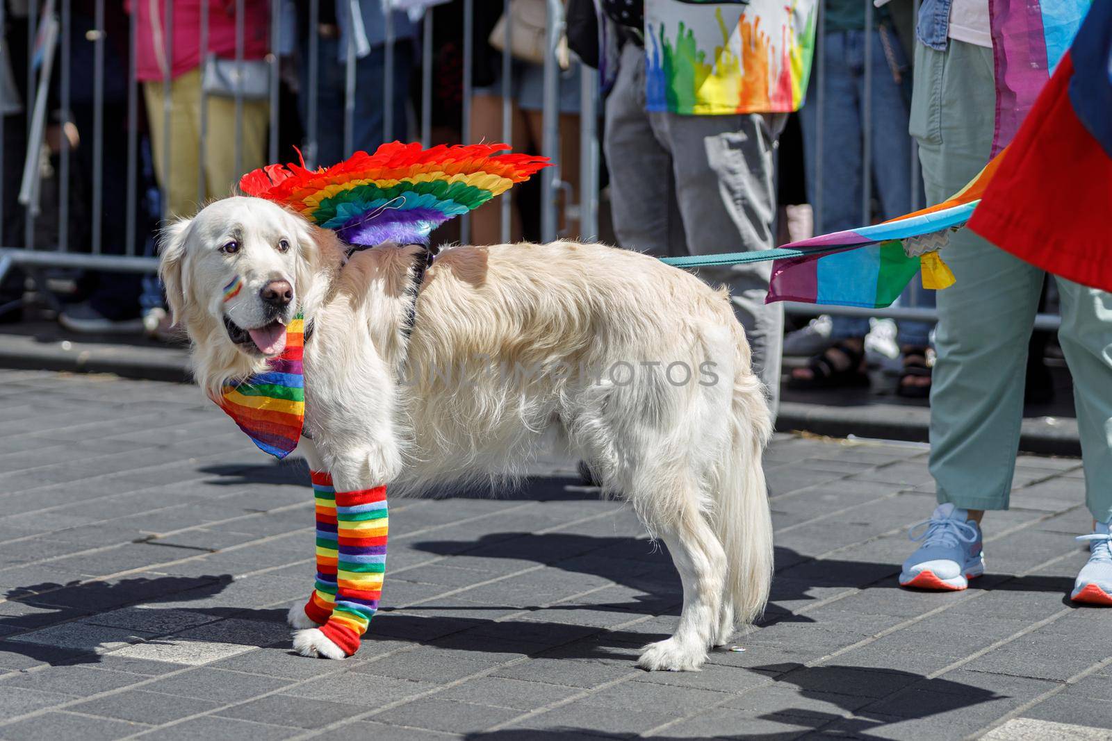 gay pride parade in the city center. a dog in the colors of the lgbt community. High quality photo