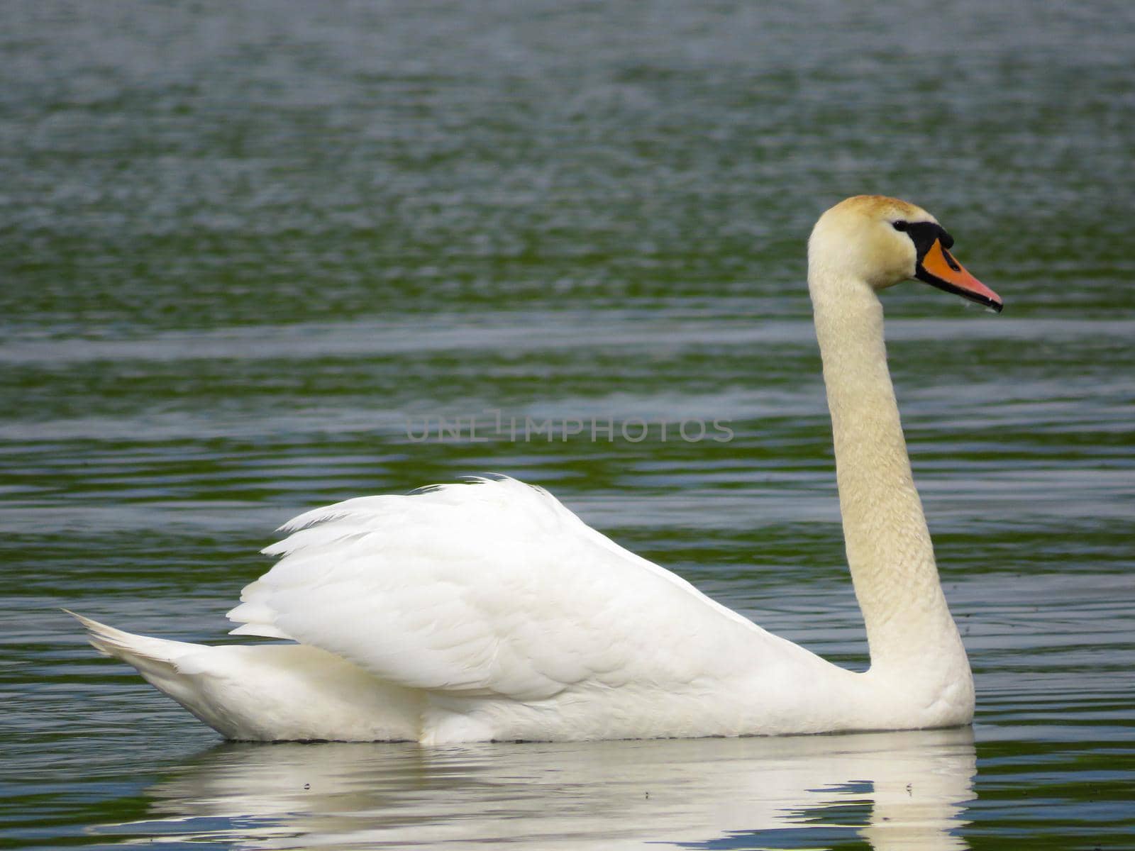 Graceful white Swan swimming in the lake, swans in the wild. Portrait of a white swan swimming on a lake. The mute swan, latin name Cygnus olor.