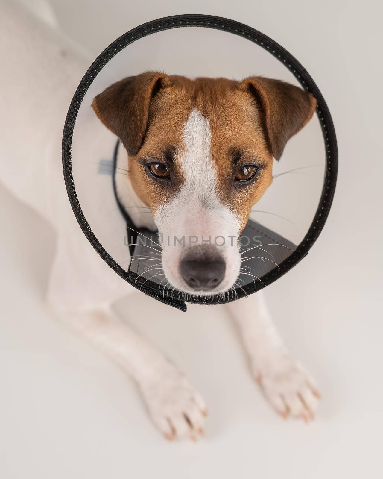 Jack Russell Terrier dog in plastic cone after surgery