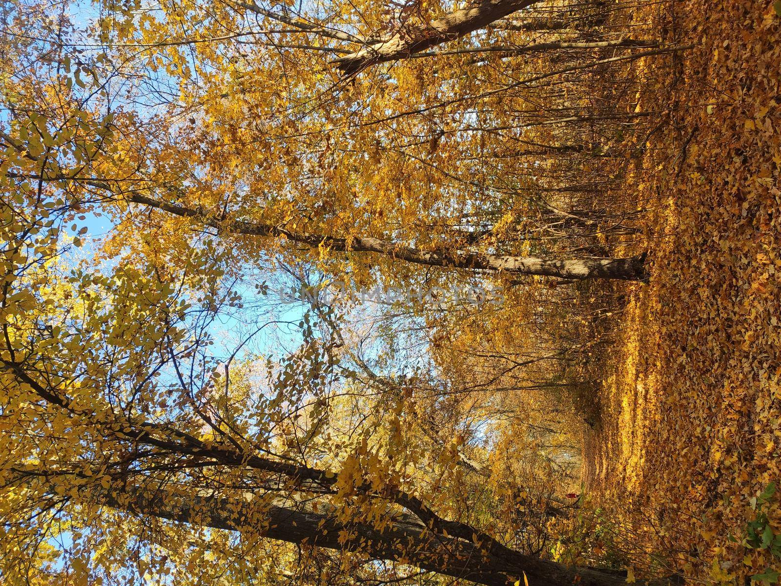 Forest trees in autumn, fallen leaves. Lovely autumn background