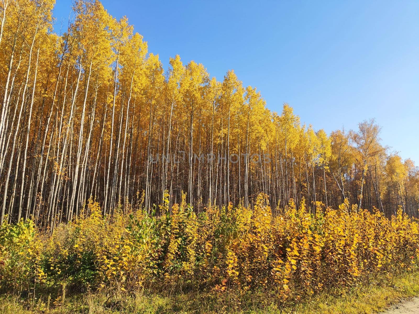 Forest trees in autumn and blue sky. Autumn forest landscape.