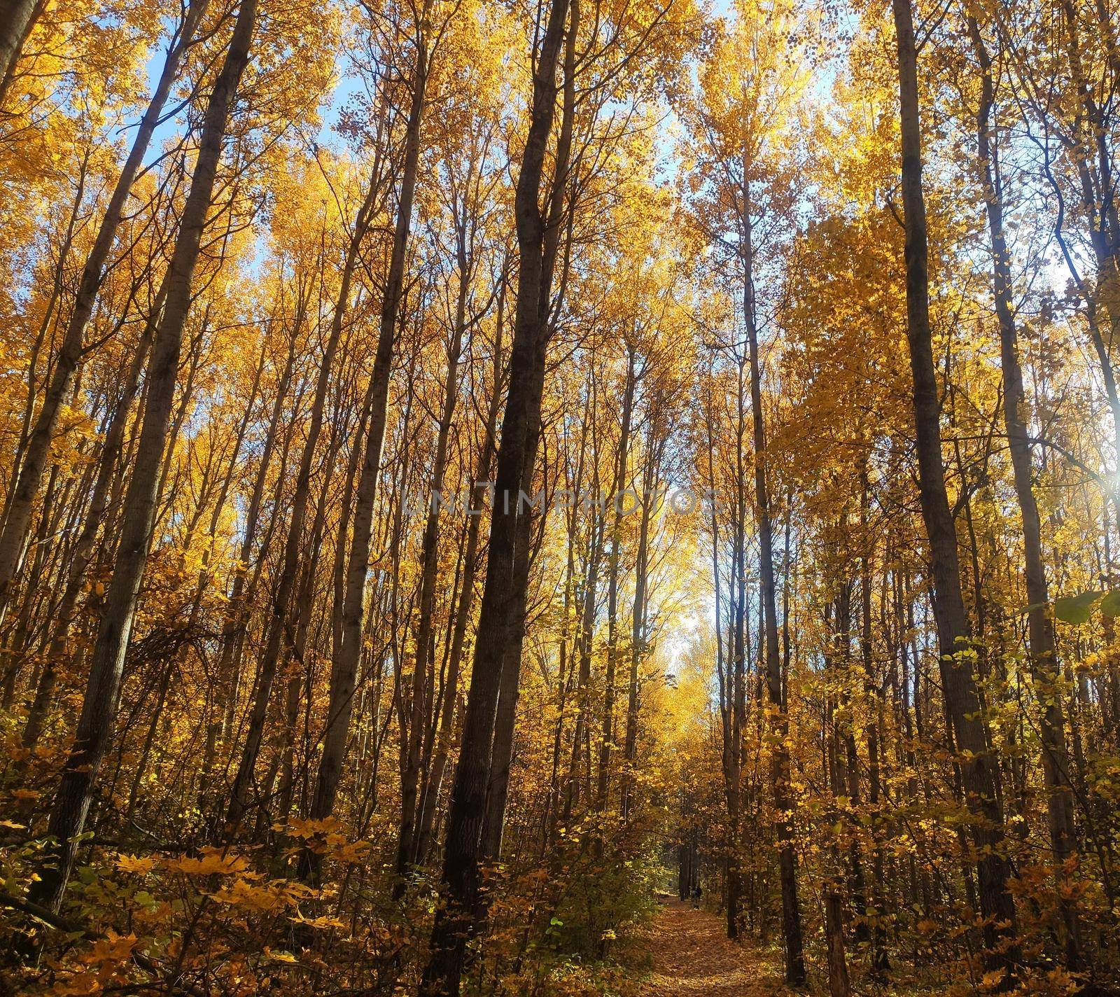 Forest trees in autumn, fallen leaves. Lovely autumn background. Path in the autumn forest. Autumn forest landscape.