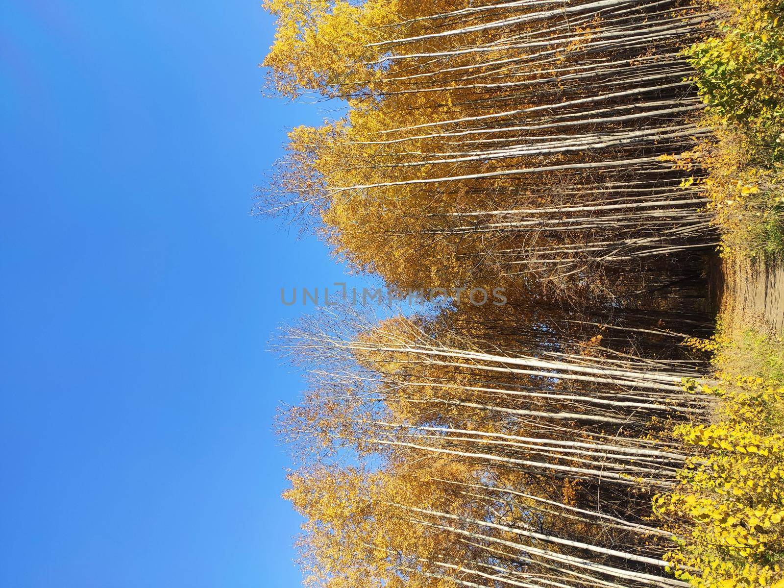 Forest trees in autumn, fallen leaves. Lovely autumn background. Path in the autumn forest. Autumn forest landscape.