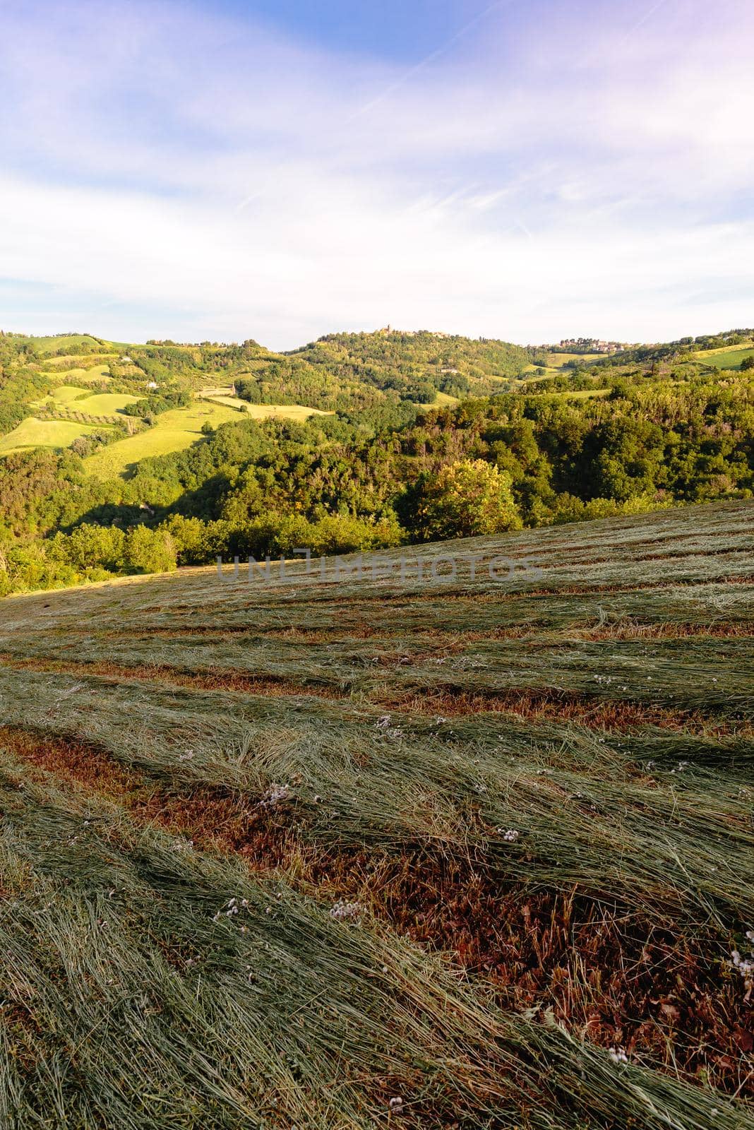 View of fields under Belvedere Fogliense, Region Marche of Italy. In the background appears the medieval city of Mondaino