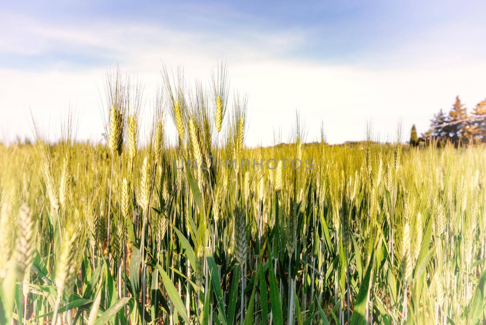 Field of wheat in Italy, near Pesaro and Urbino by MaxalTamor