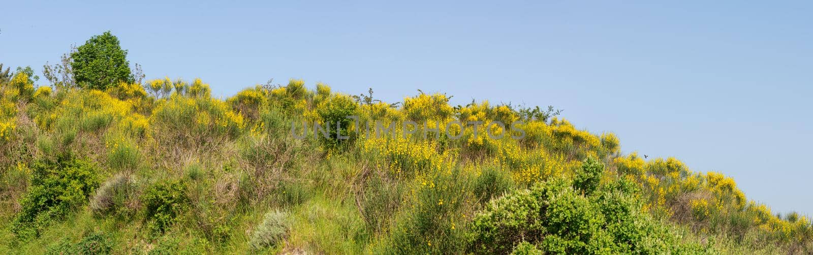 Yellow broom flowers on the hill by MaxalTamor