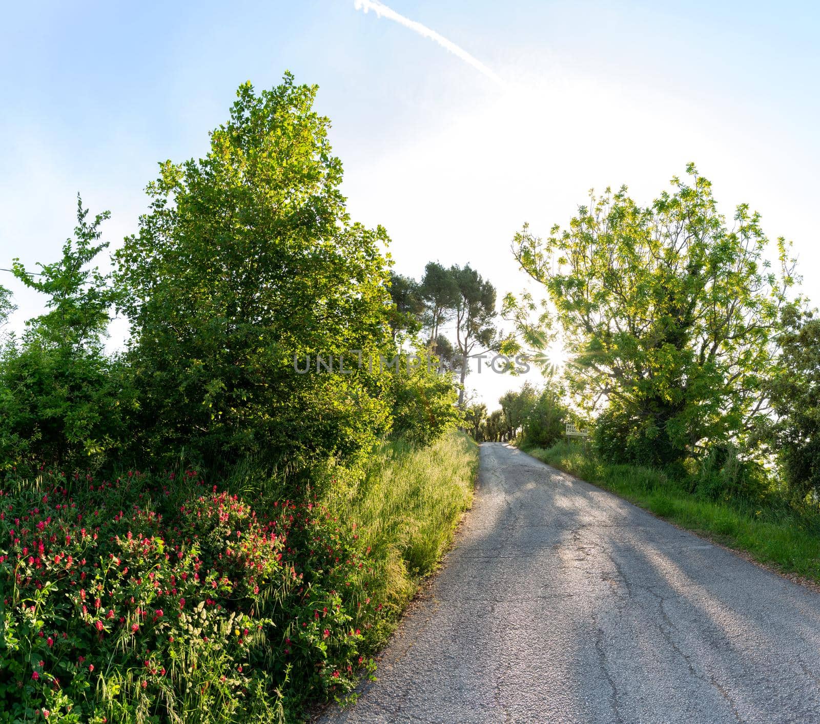 The backlit road to Belvedere Fogliense, with red Sulla coronaria flowers