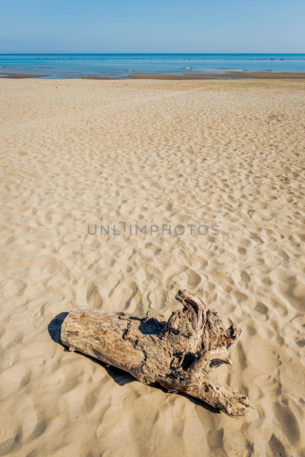 Stump on the beach by MaxalTamor